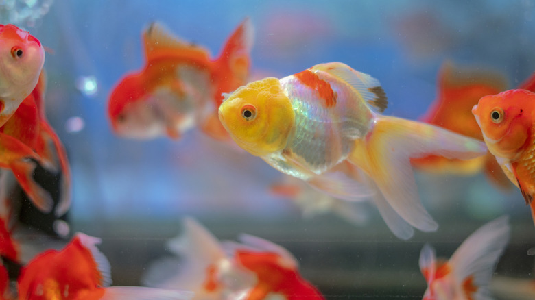 A group of Oranda goldfish in a tank