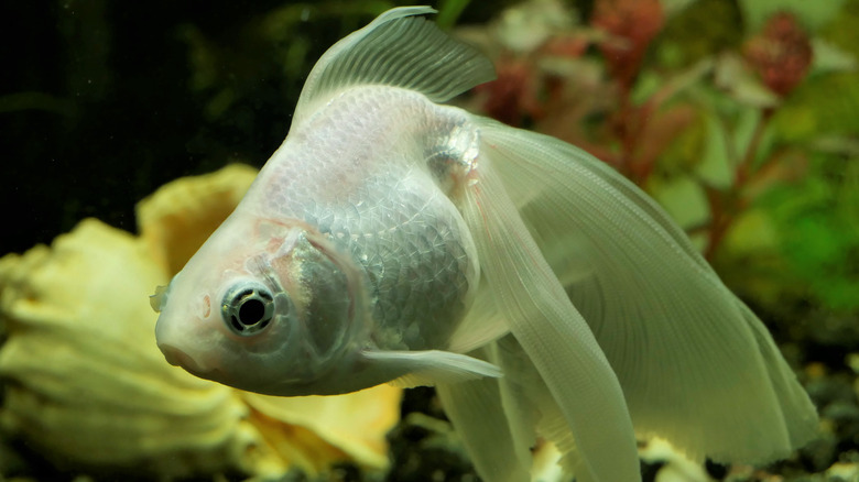 A silver and white goldfish in a tank