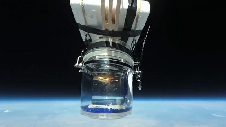 Sparkles the goldfish in near-space and attached to a high altitude balloon