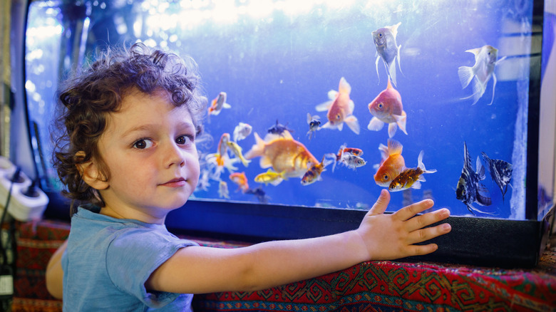 A small boy stands in front of a tank of fish including goldfish