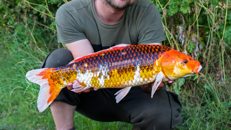 A man holds up a large koi carp