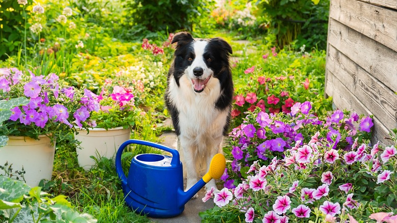 jack russell in field of pink flowers