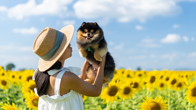 woman holding Pomeranian in sunflower field