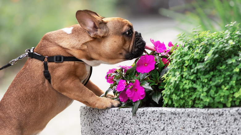 french bulldog licking a pink flower