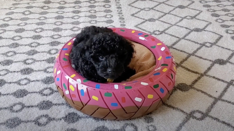 dog in decorated tire bed