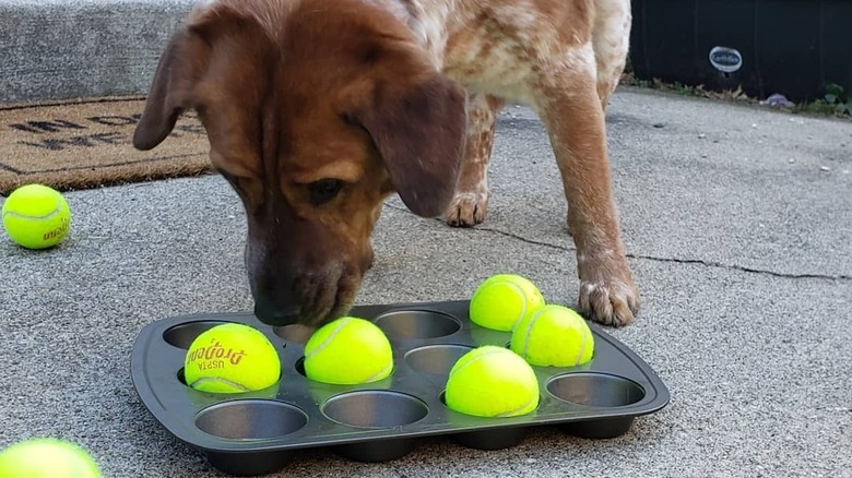 dog looking for treats out of muffin tin