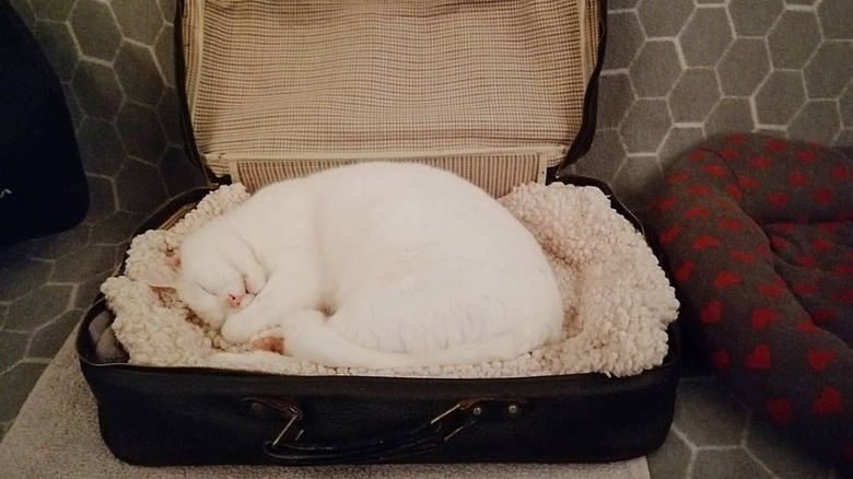 cat sleeping in suitcase