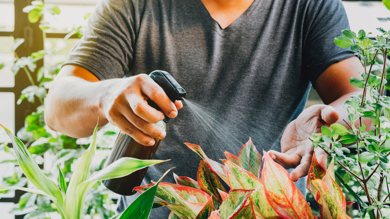 close-up of someone spraying plants in a garden