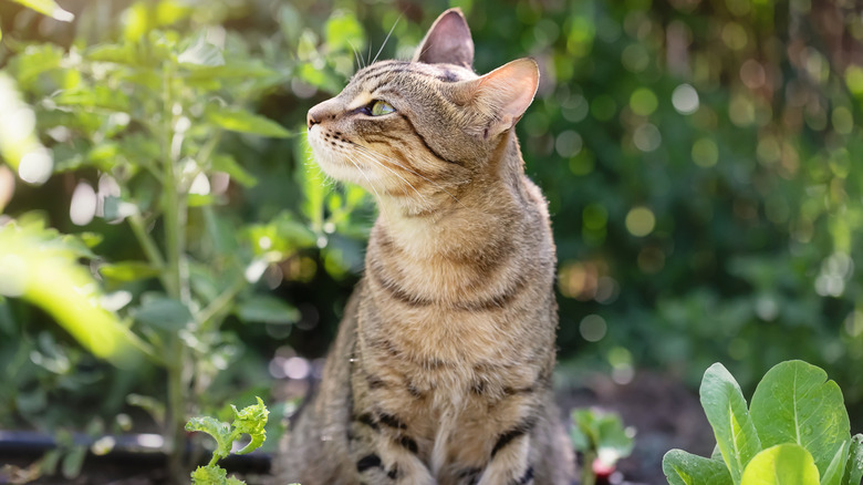 cat sitting in a garden