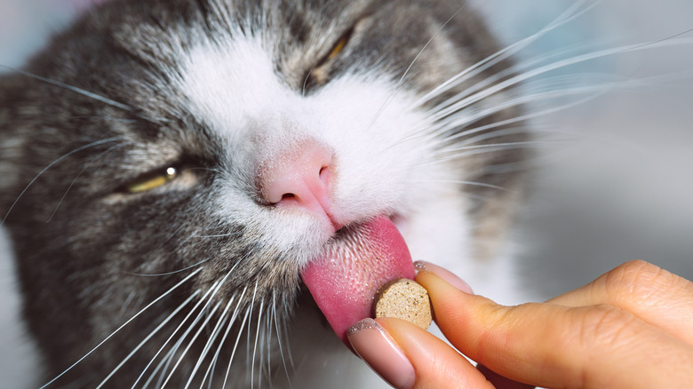 A cat licks a tablet being offered by hand