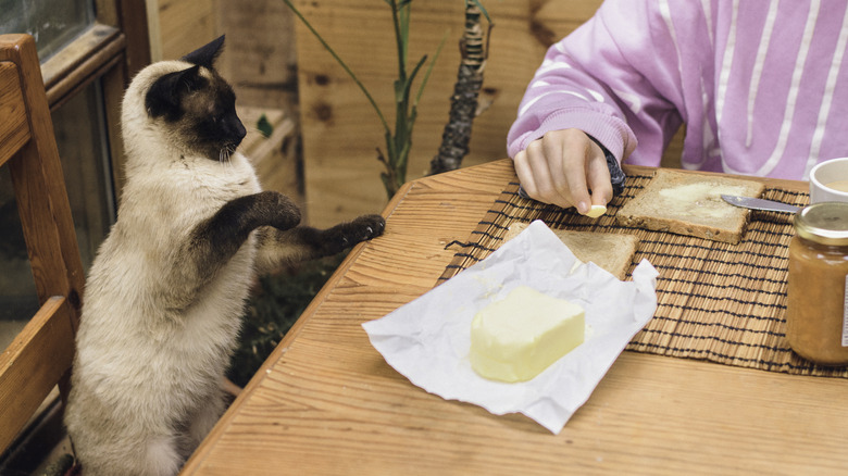 A cat examines butter sitting on a table next to a woman