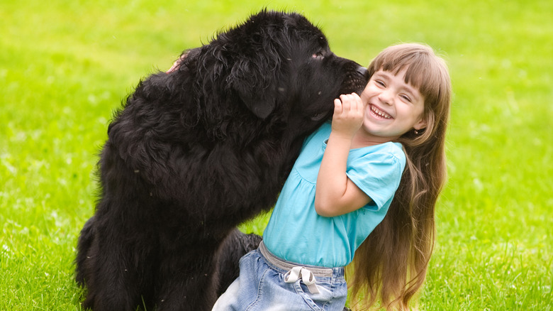 A girl is kissed by a Newfoundland