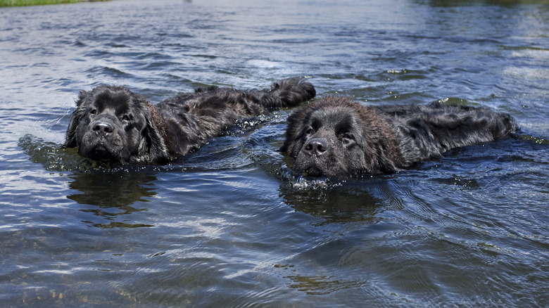 Two Newfoundlands enjoying a swim together