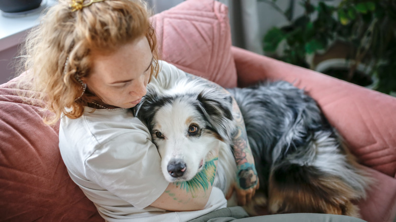 An Australian shepherd cuddling with a woman in a chair