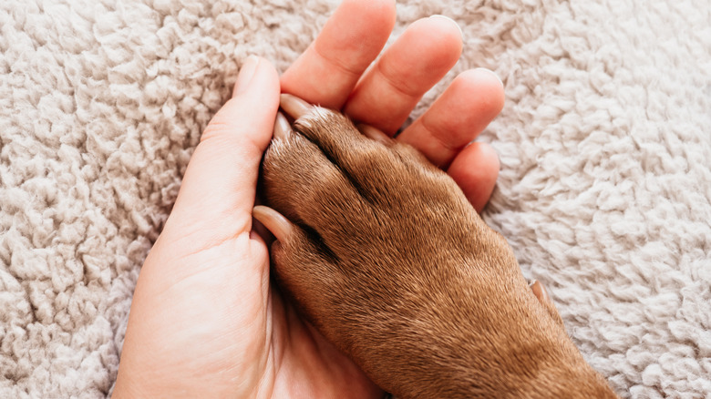 A dog paw held by a human hand