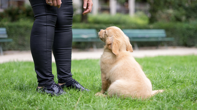 Golden Retriever puppy sitting on grass and looking up at trainer