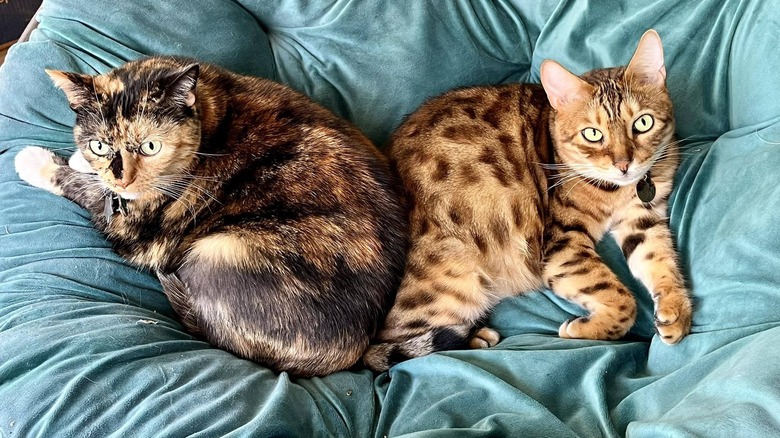 Calico cat next to Bengal cat