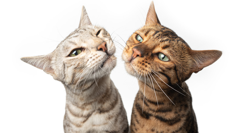 Two different colored Bengal cats