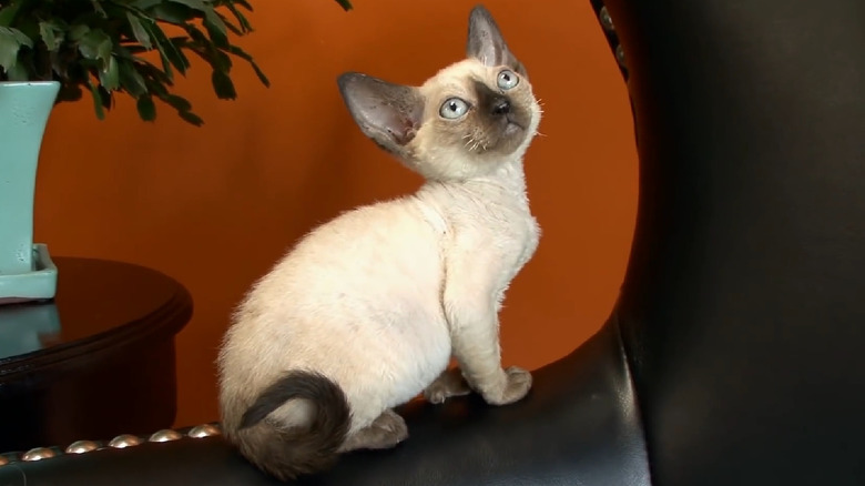 A minskin kitten poses on a couch