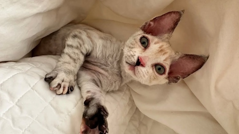 A minskin cat snuggles in a blanket