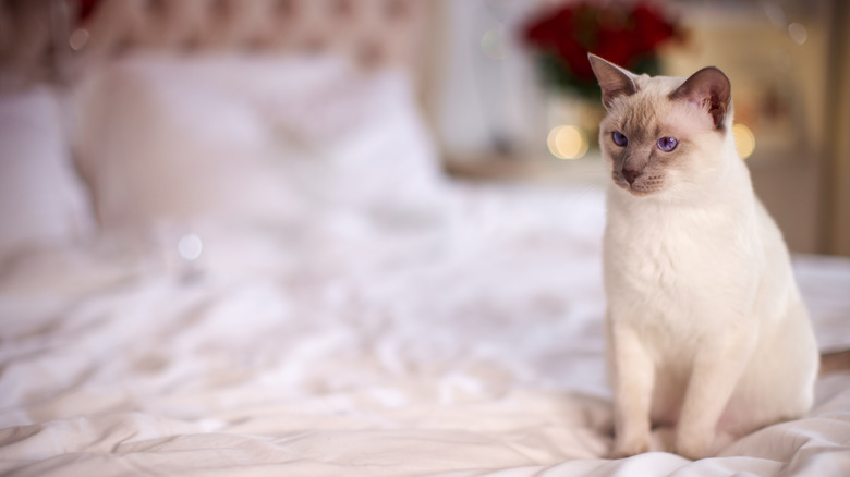 A lilac point cat sits on a white bed