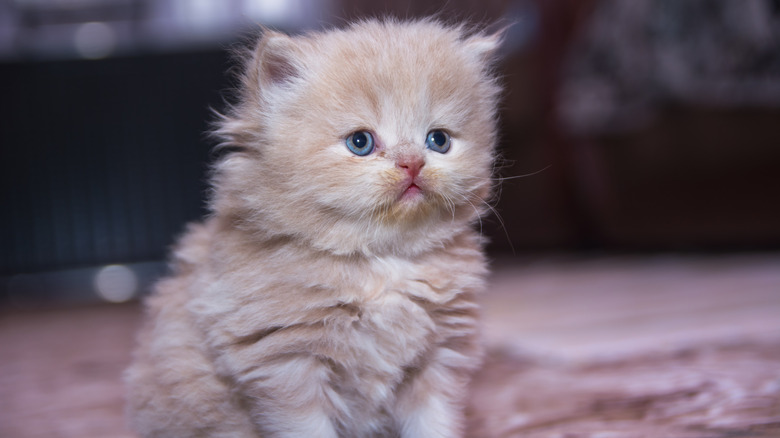 A lilac-colored Persian kitten sitting