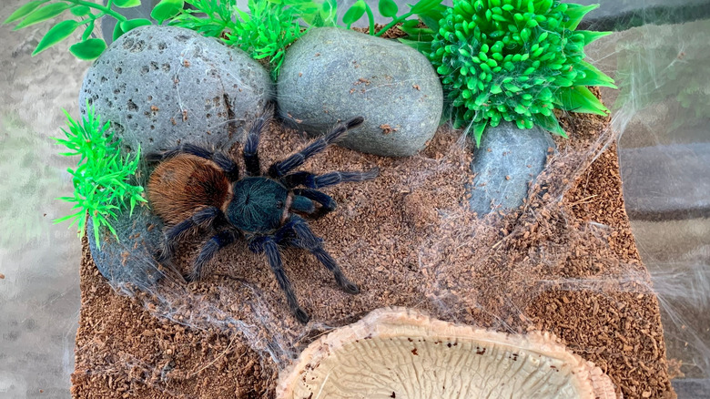 A tarantula spins a web in their tank, which is covered with soil, rocks, and fake plants