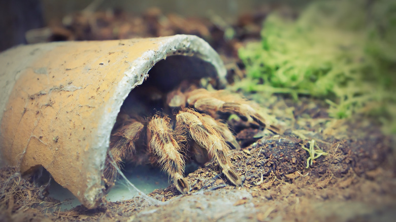 A tarantula peeks out of dome made from a flower pot