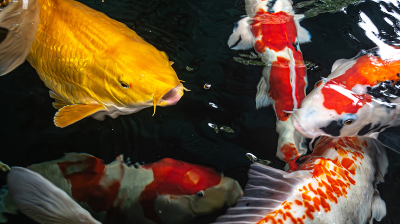 Several koi fish come to the surface of a pond