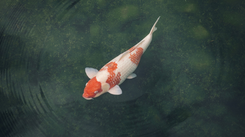 A single koi fish in a pond with the water rippling around the,