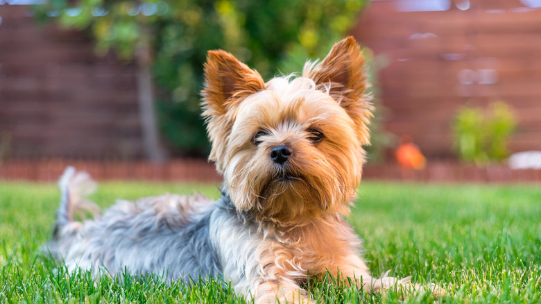 Yorkshire Terrier Dog on the green grass