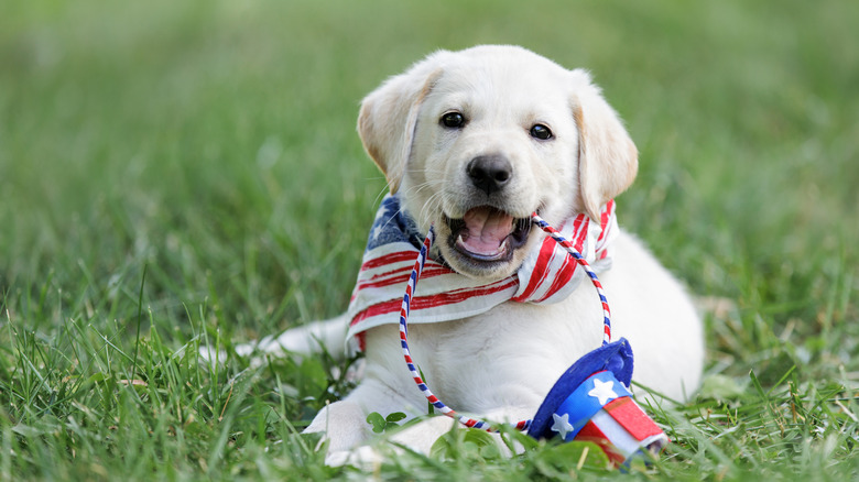 Puppy in grass with American flag bandana chewing on Uncle Sam hat