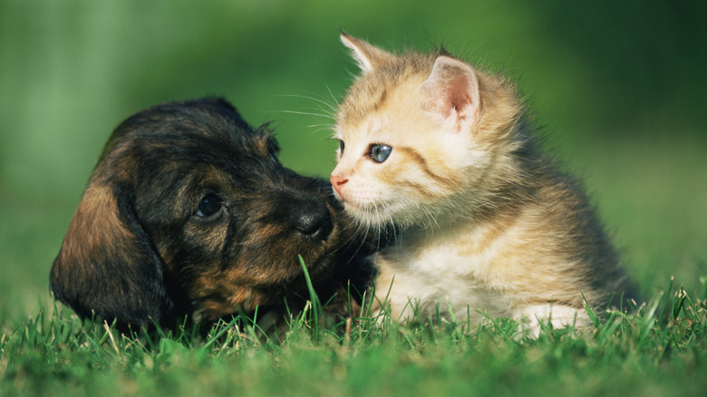 A puppy and a kitten lying side by side in a grassy field