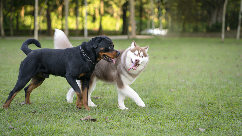 A Rottweiler and a malamute playing together in a park