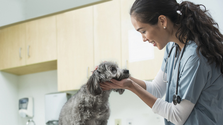 A veterinarian examines a dog in a clinic