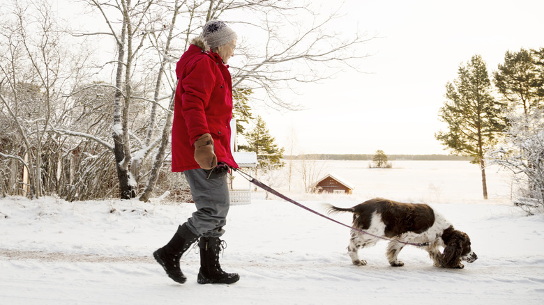 A spaniel in the snow with their owner