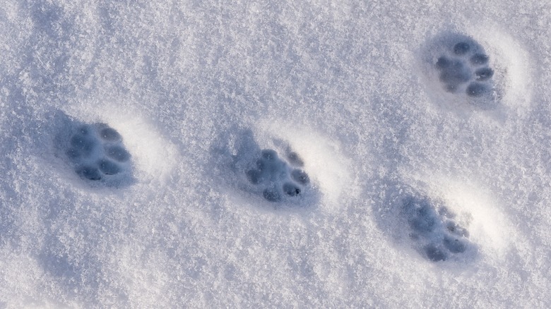 Cat pawprints in the snow