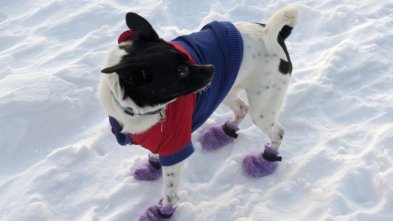 A chihuahua in winter gear