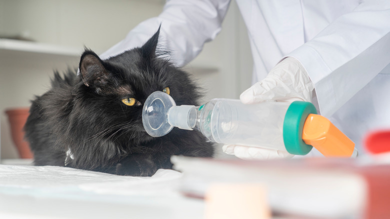 cat with asthma being treated with an inhaler