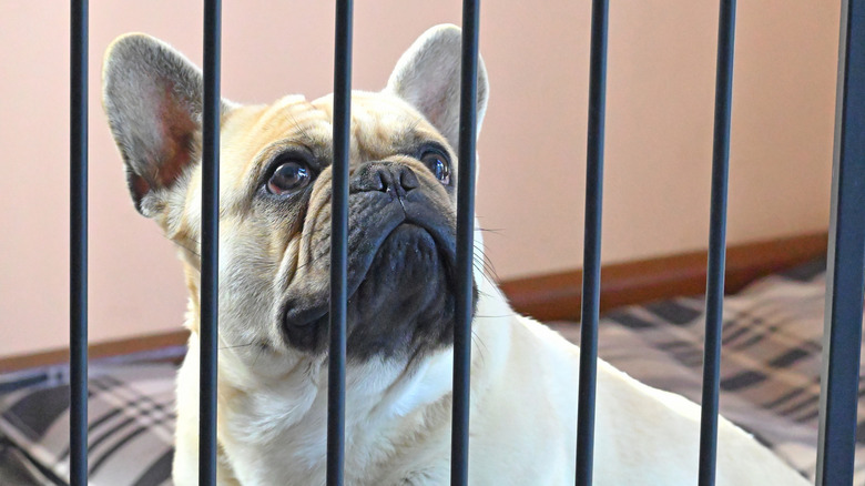 French bulldog behind bars