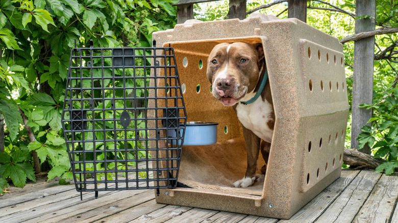 A pit bull in a travel carrier