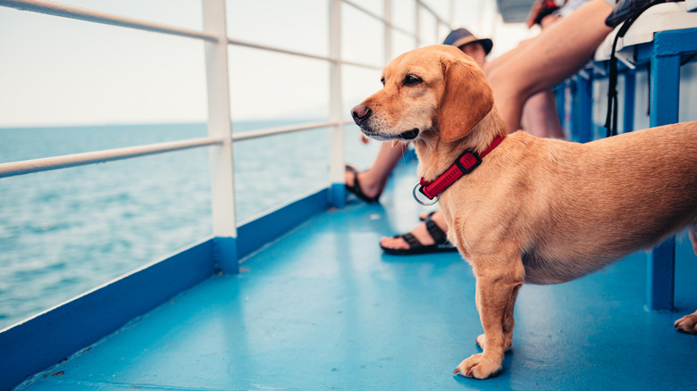 Dog on a ferry enjoying the watery scene