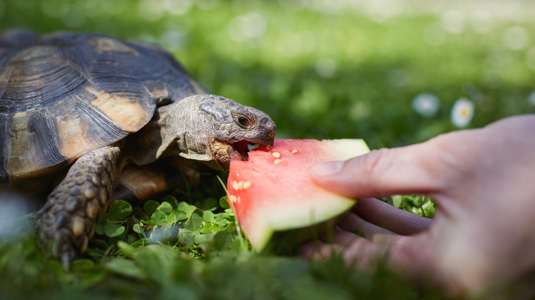 Owner feeding watermelon to pet turtle