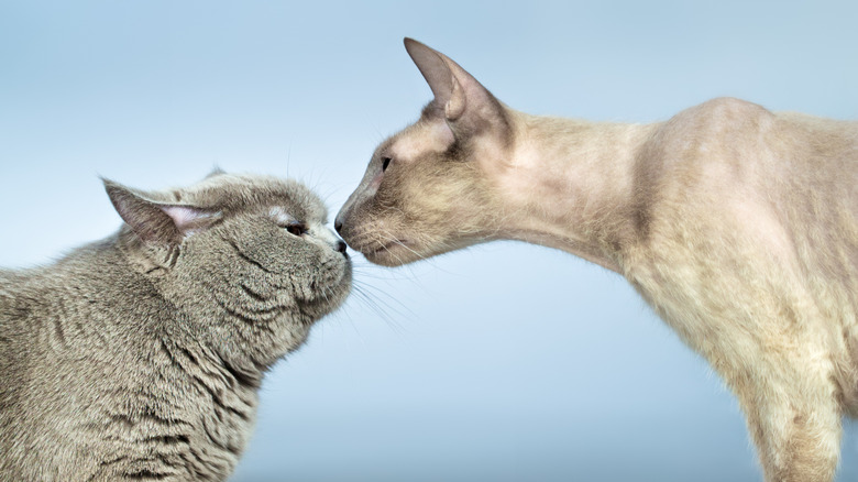 Peterbald cat saying hi to a British shorthair