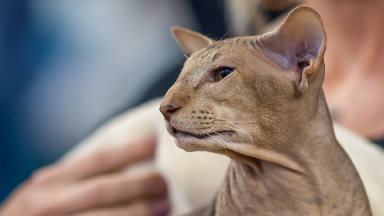 A portrait of a Peterbald cat