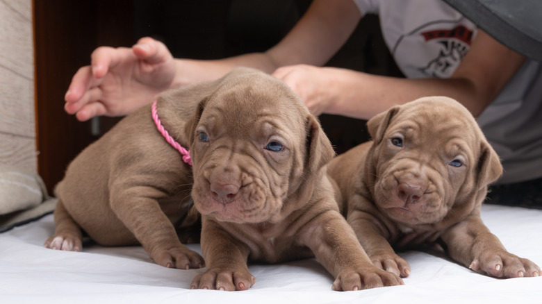 Two American pit bull terrier puppies