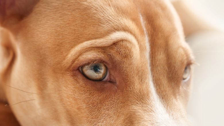 Closeup of pit bull eye