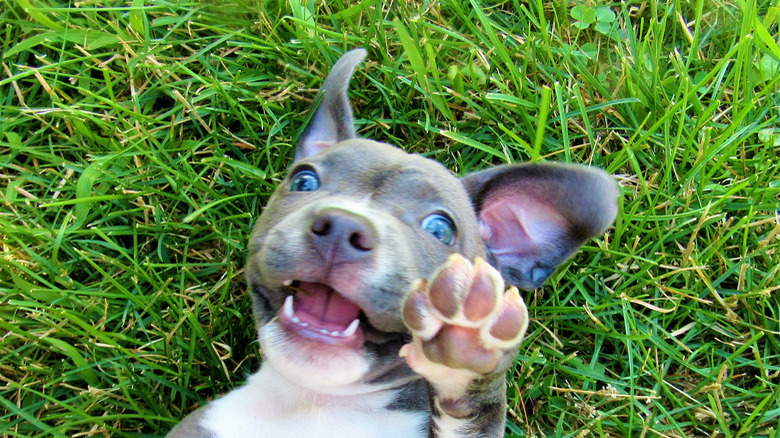 Gray And White Pit Bull Lying In Grass Showing Paw