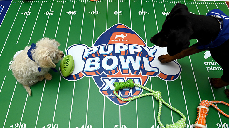 Two dogs face each other on the Puppy Bowl field.