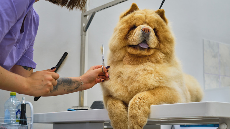 Chow Chow getting groomed at grooming salon